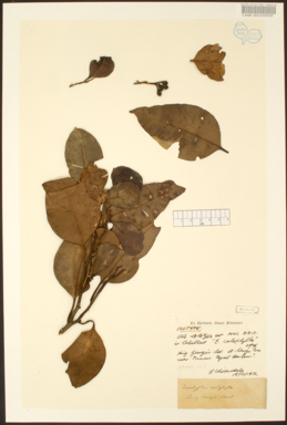 APII jpeg image of Corymbia calophylla  © contact APII