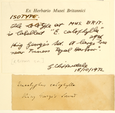 APII jpeg image of Corymbia calophylla  © contact APII