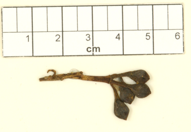 APII jpeg image of Corymbia calophylla  © contact APII