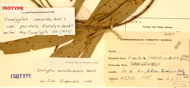 APII jpeg image of Eucalyptus camaldulensis subsp. obtusa  © contact APII