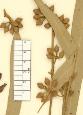 APII jpeg image of Eucalyptus camaldulensis subsp. obtusa  © contact APII