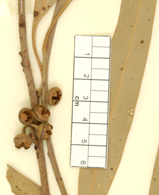 APII jpeg image of Eucalyptus camaldulensis subsp. obtusa  © contact APII