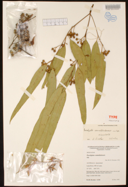 APII jpeg image of Eucalyptus camaldulensis subsp. simulata  © contact APII