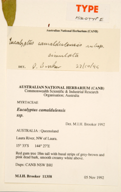 APII jpeg image of Eucalyptus camaldulensis subsp. simulata  © contact APII