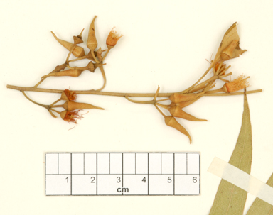 APII jpeg image of Eucalyptus camaldulensis subsp. simulata  © contact APII