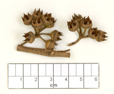 APII jpeg image of Eucalyptus camaldulensis subsp. simulata  © contact APII