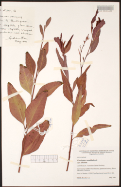 APII jpeg image of Eucalyptus camaldulensis subsp. simulata  © contact APII