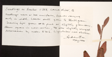 APII jpeg image of Eucalyptus camaldulensis subsp. simulata  © contact APII