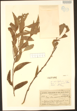 APII jpeg image of Eucalyptus cameronii  © contact APII