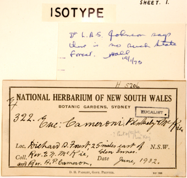 APII jpeg image of Eucalyptus cameronii  © contact APII