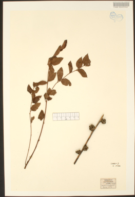 APII jpeg image of Eucalyptus cameronii  © contact APII