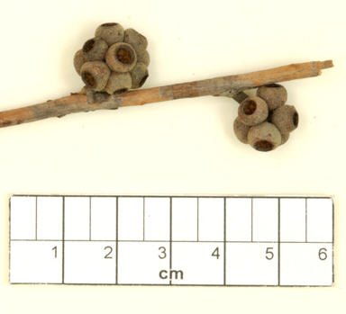 APII jpeg image of Eucalyptus cameronii  © contact APII