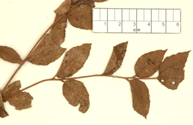 APII jpeg image of Eucalyptus cameronii  © contact APII