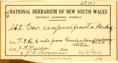 APII jpeg image of Eucalyptus campanifructa  © contact APII