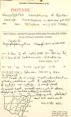 APII jpeg image of Eucalyptus camphora subsp. humeana  © contact APII