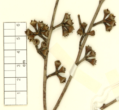 APII jpeg image of Eucalyptus camphora subsp. humeana  © contact APII