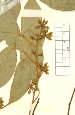 APII jpeg image of Eucalyptus camphora subsp. humeana  © contact APII