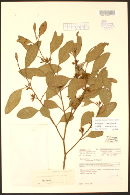APII jpeg image of Eucalyptus camphora subsp. relicta  © contact APII