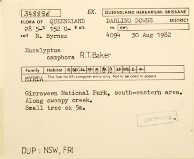 APII jpeg image of Eucalyptus camphora subsp. relicta  © contact APII
