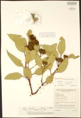 APII jpeg image of Eucalyptus canescens subsp. beadellii  © contact APII