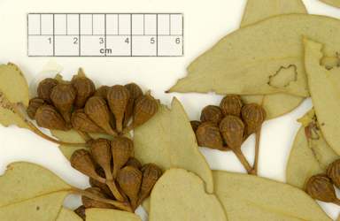 APII jpeg image of Eucalyptus canescens subsp. beadellii  © contact APII