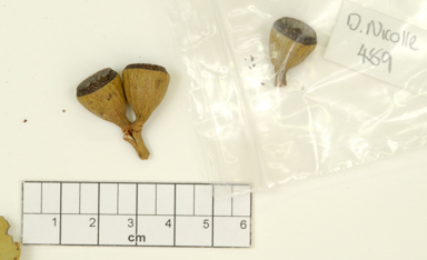 APII jpeg image of Eucalyptus canescens subsp. beadellii  © contact APII