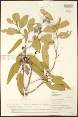 APII jpeg image of Eucalyptus canescens subsp. canescens  © contact APII