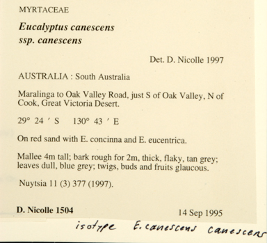 APII jpeg image of Eucalyptus canescens subsp. canescens  © contact APII