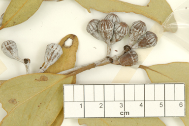 APII jpeg image of Eucalyptus canescens subsp. canescens  © contact APII