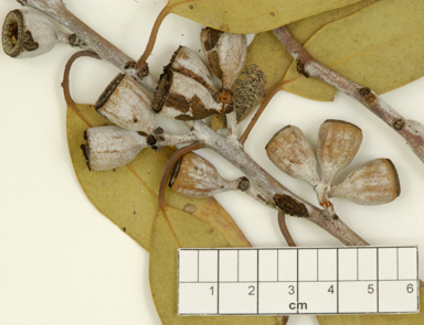 APII jpeg image of Eucalyptus canescens subsp. canescens  © contact APII