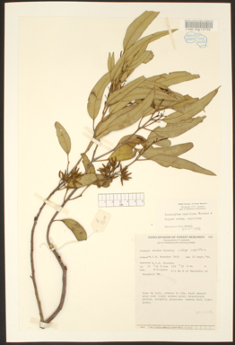 APII jpeg image of Eucalyptus capillosa subsp. capillosa  © contact APII