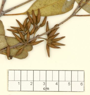 APII jpeg image of Eucalyptus capillosa subsp. capillosa  © contact APII