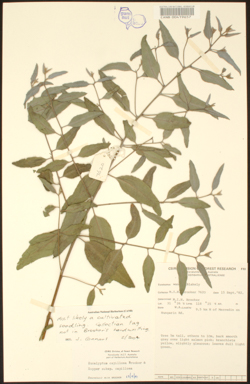 APII jpeg image of Eucalyptus capillosa subsp. capillosa  © contact APII