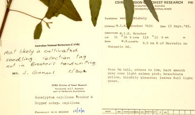 APII jpeg image of Eucalyptus capillosa subsp. capillosa  © contact APII