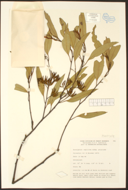 APII jpeg image of Eucalyptus capillosa subsp. polyclada  © contact APII