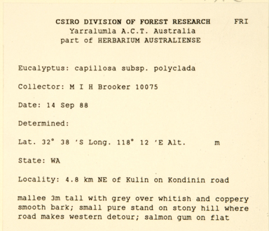 APII jpeg image of Eucalyptus capillosa subsp. polyclada  © contact APII