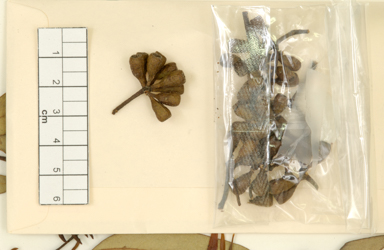 APII jpeg image of Eucalyptus capillosa subsp. polyclada  © contact APII