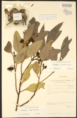 APII jpeg image of Eucalyptus capitanea  © contact APII