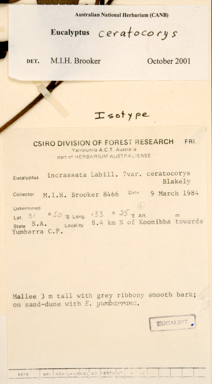 APII jpeg image of Eucalyptus capitanea  © contact APII