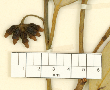 APII jpeg image of Eucalyptus capitanea  © contact APII