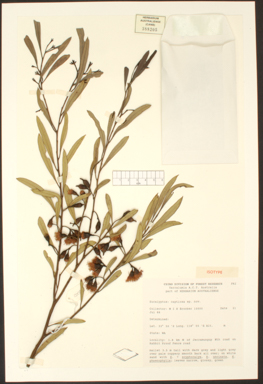 APII jpeg image of Eucalyptus captiosa  © contact APII