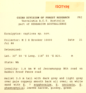 APII jpeg image of Eucalyptus captiosa  © contact APII