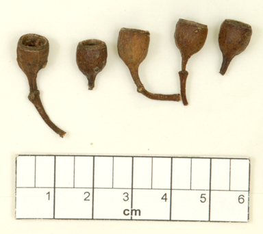 APII jpeg image of Eucalyptus captiosa  © contact APII