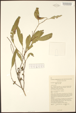 APII jpeg image of Eucalyptus castrensis  © contact APII