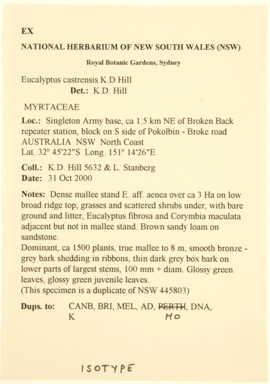 APII jpeg image of Eucalyptus castrensis  © contact APII