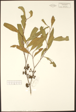 APII jpeg image of Eucalyptus castrensis  © contact APII