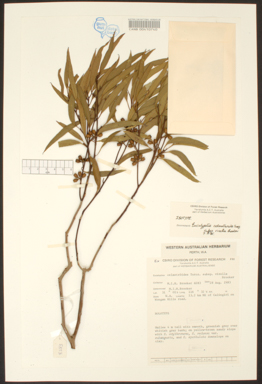 APII jpeg image of Eucalyptus virella subsp. virella  © contact APII