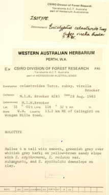 APII jpeg image of Eucalyptus virella subsp. virella  © contact APII