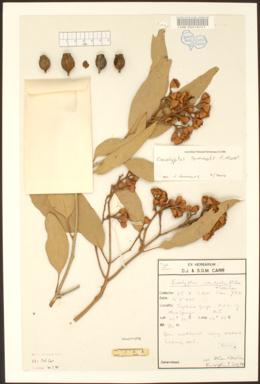 APII jpeg image of Corymbia opaca  © contact APII