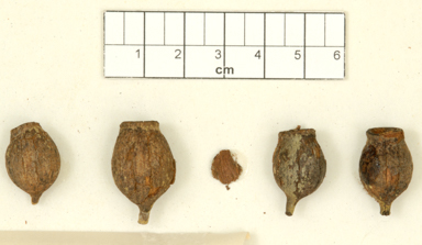 APII jpeg image of Corymbia opaca  © contact APII